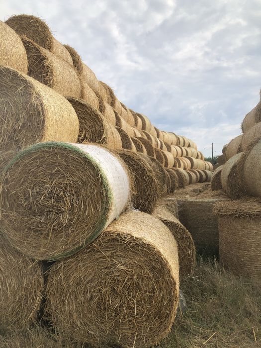 Vand 1000 baloti paie 120X120