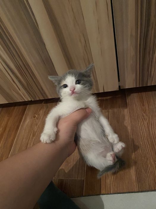 Милые котята ищут новый дом