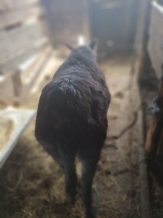 Măgărița gestanta de vînzare