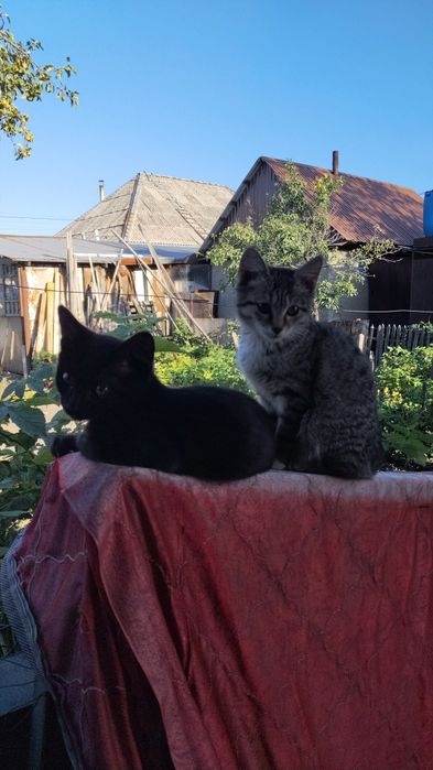 Котята отдам . девочки