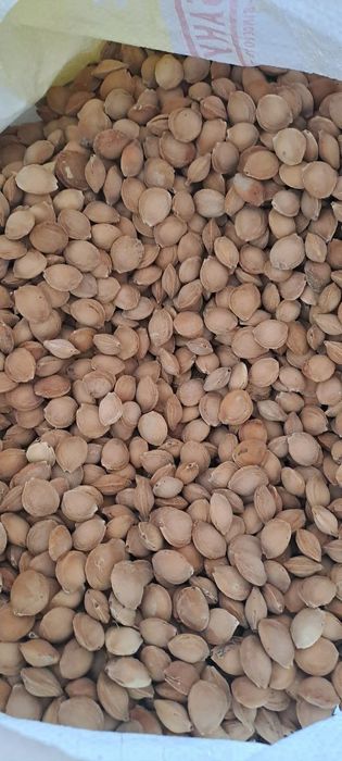 Ширин донак сотилада