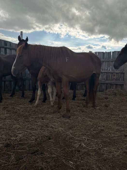 Продам 2 Кобылы с жеребёнком