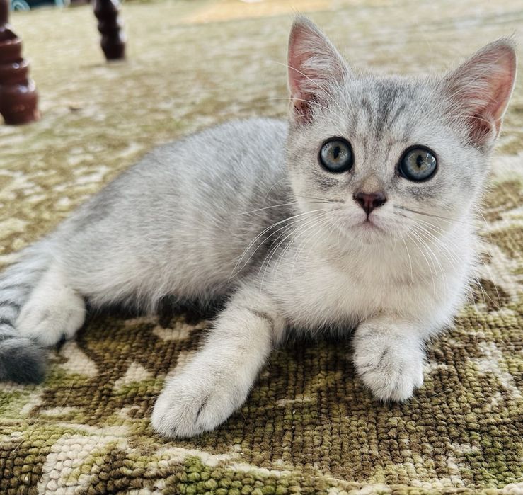 Продается котенок серебристая шиншилла,девочка