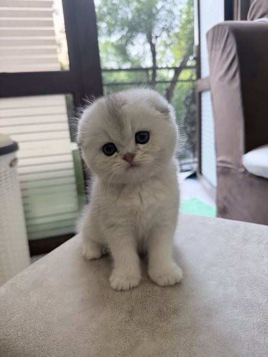 Шотланский Скоттиш Фолд! Шиншилла Серебро!