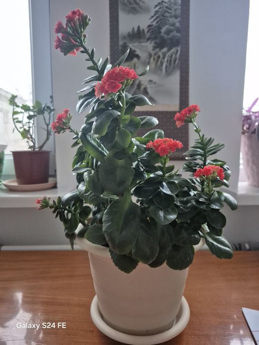 Цветок комнатный каланхоэ