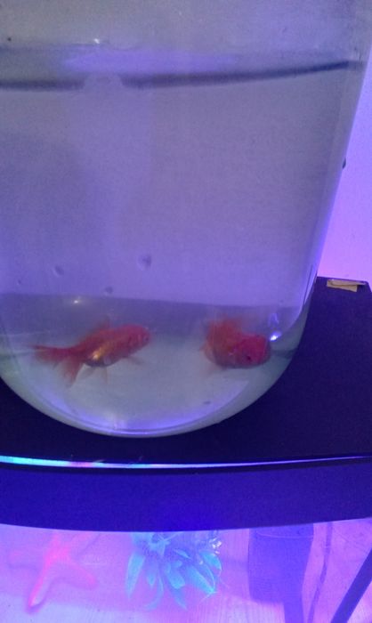 Акфоруюм сотилади янги олинган 2 баликчасини текинга кушиб бераман