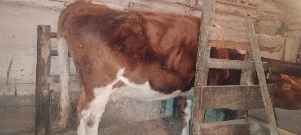 Продам корову симентал