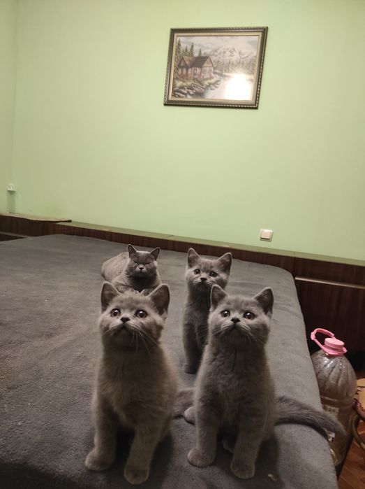 Британски котета