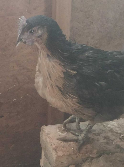 Продам кур 5-6 мес микс темнокожие.