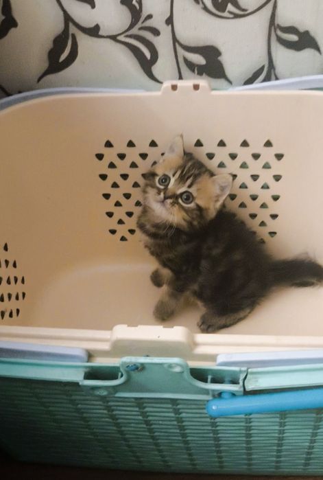 Британский мальчик из ПрофПитомника