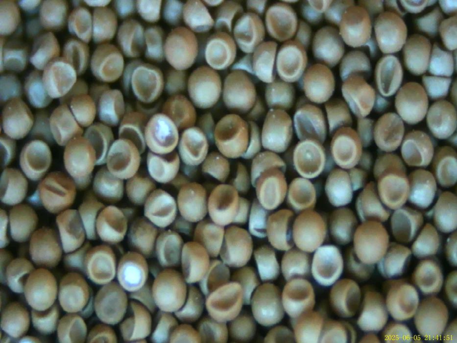 Цисти от артемия (Salina) за люпене, сухи, 85 % люпимост; Цисти от артемия (franciscana) за люпене, сухи, 95 % люпимост