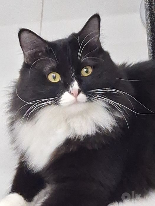Котик мальчик кастрат