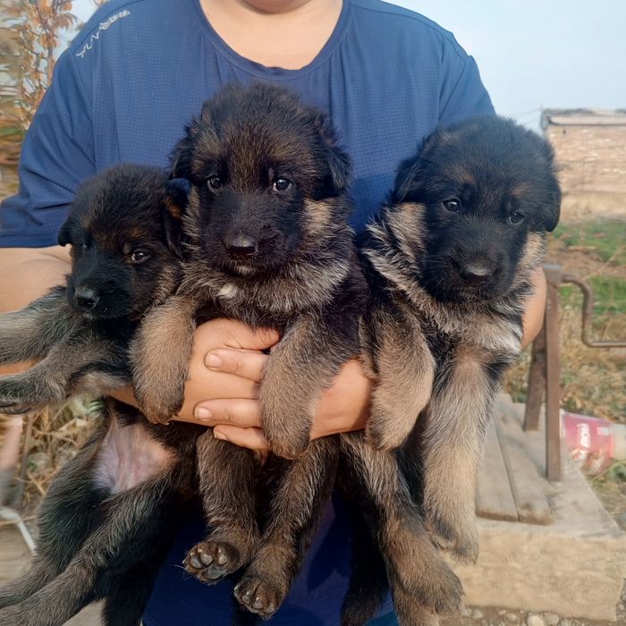 Продаются щенки немецкой овчарки