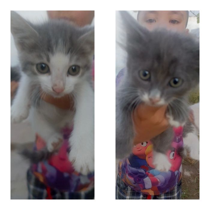 Котята бесплатно