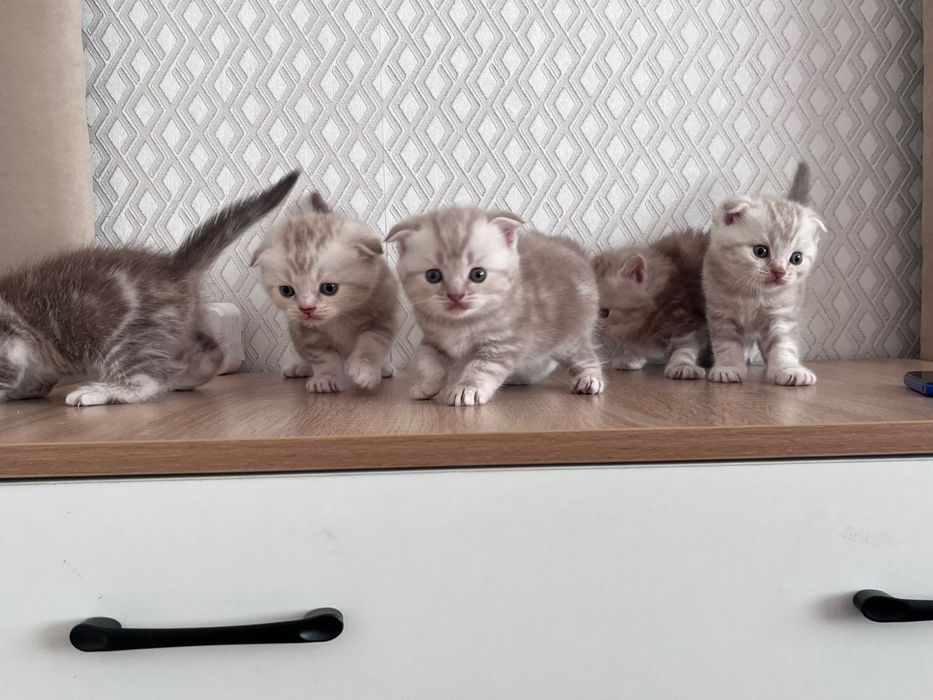 Шотландские котята!