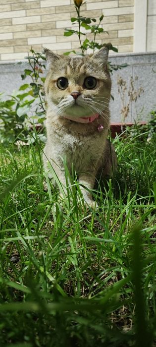 Britaniskiy zolotaya shinshilla