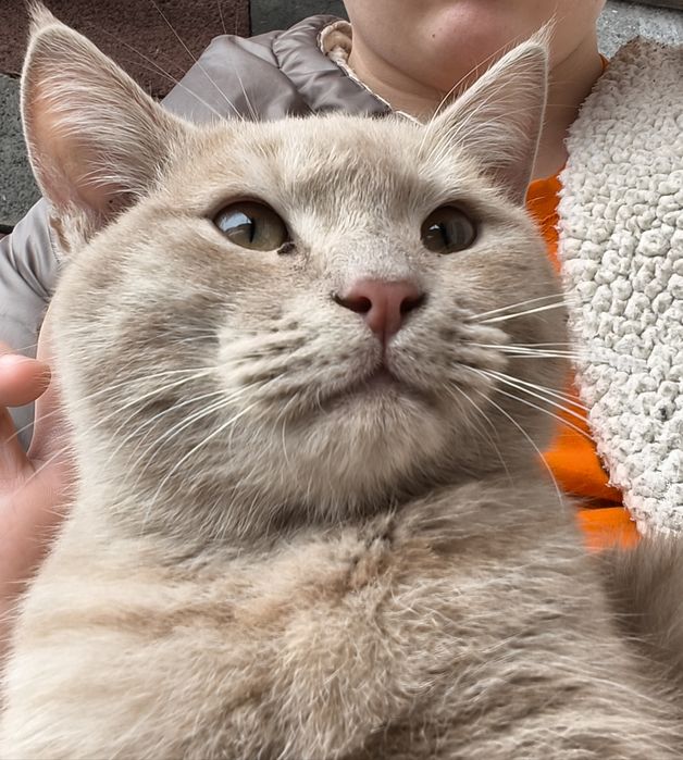 Котенок, возраст 4 месяца