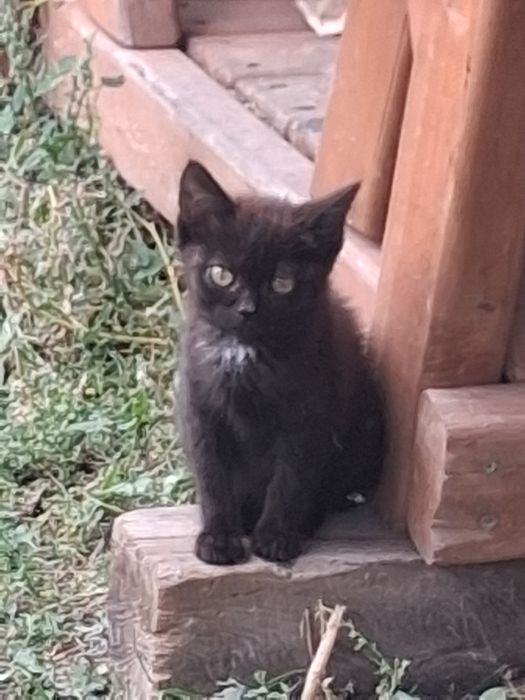 Отдам котят бесплатно