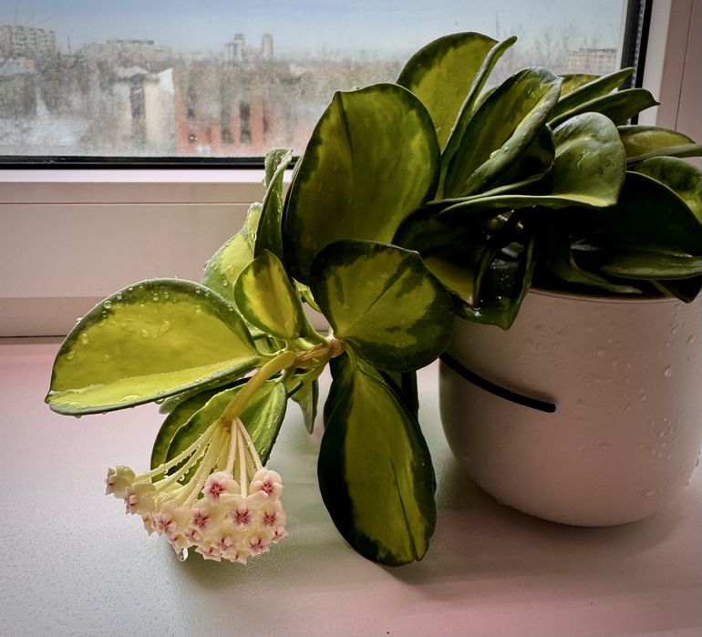 Хойя Пахиклада вариегатная