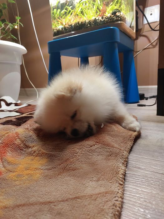 Щенок шпиц 2месяца