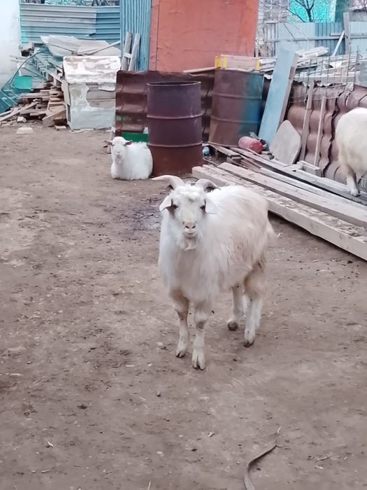 теке лак сатылады