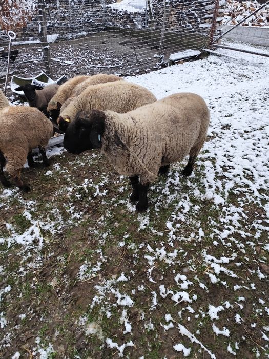 Berbec suffolk 100 kg