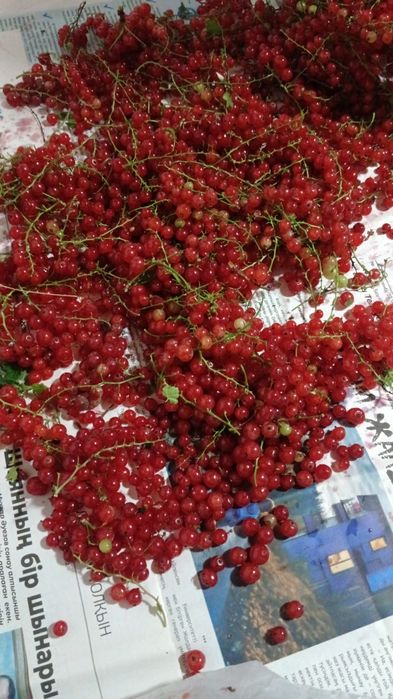 Продам лечебную красную смородину