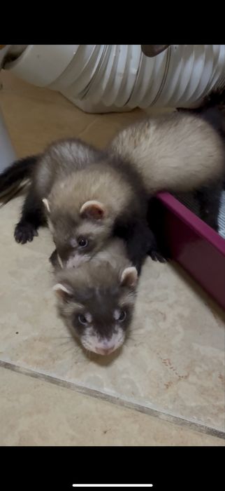 Продам хорьков полтора месяца