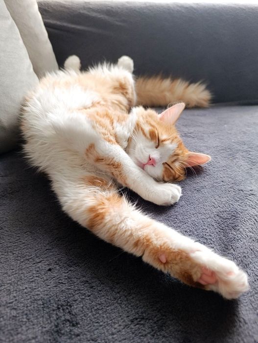 Подарявам мъжко коте на 6 месеца