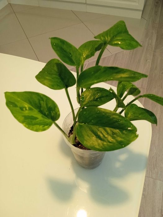 Продам комнатные растения...