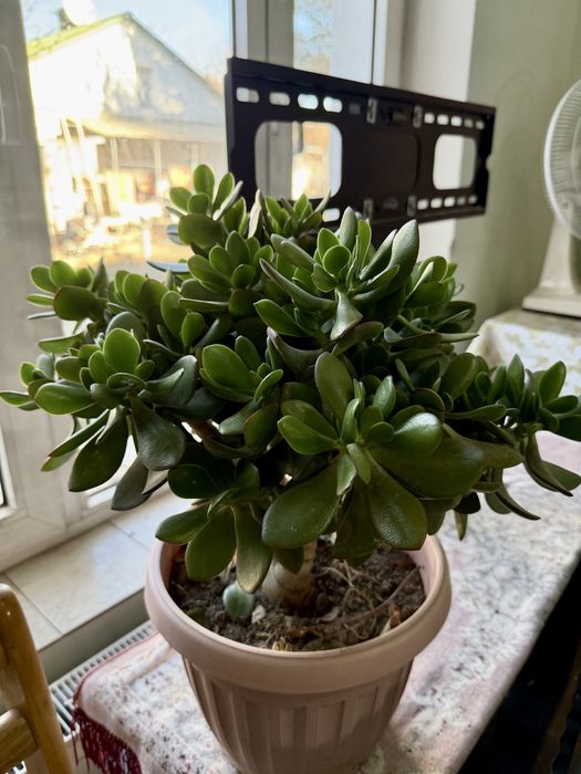 Денежное дерево. Большие и маленькие