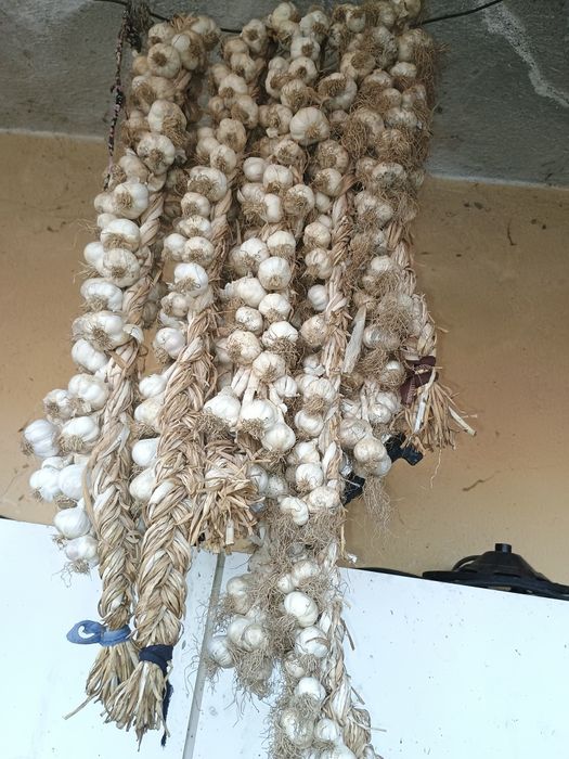 Продавам домашен чесън