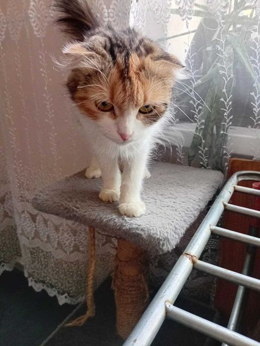 Вислоухие котята