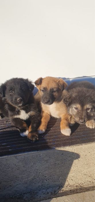 Donez cateluse  , talie medie