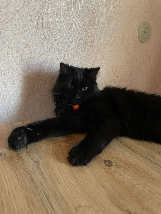 Кошка черная 1,5 года