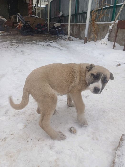 Продам щенка помесь