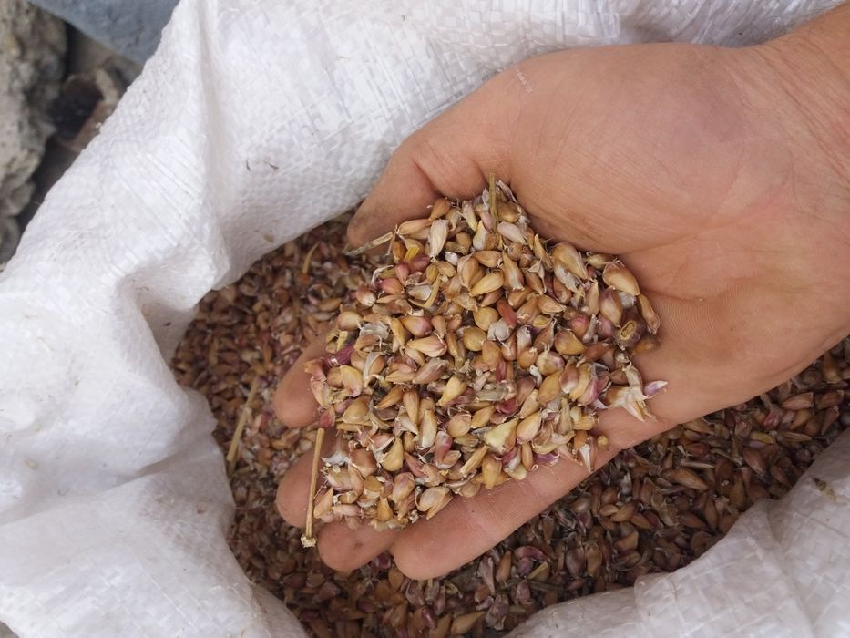 Sămânță usturoi românesc de COPALAU