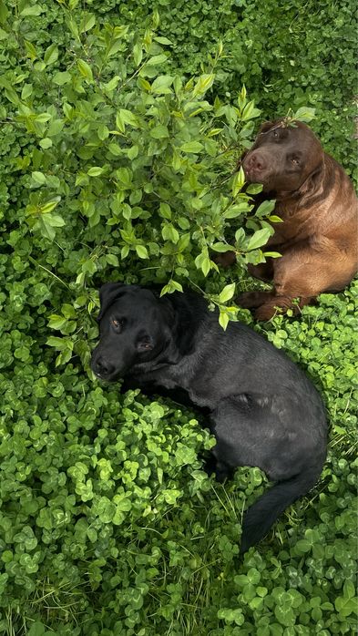 Собака лабрадор в хорошие руки