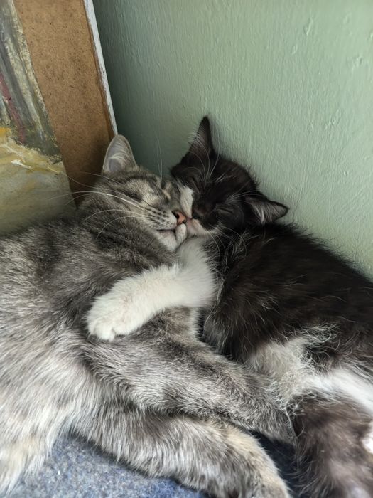 Кошка Пуля и котенок Буся