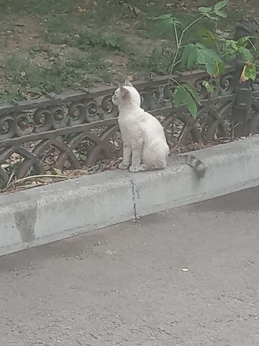 Кошечка в добрые руки