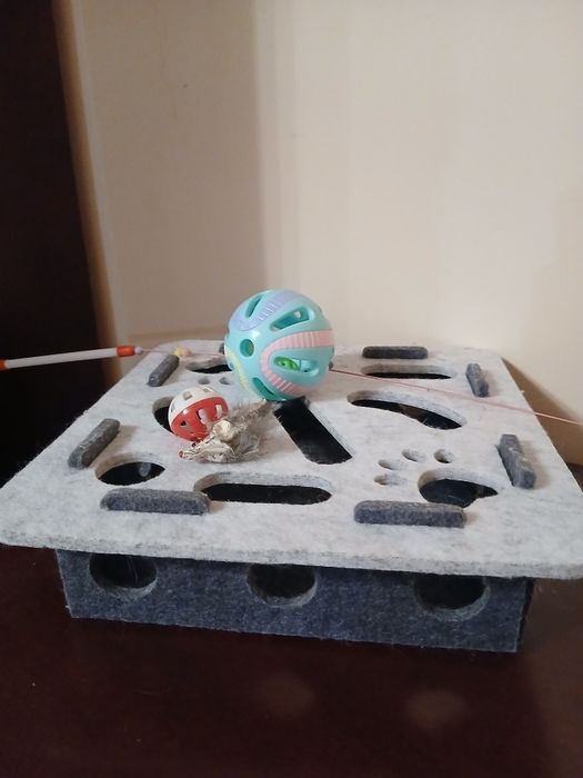 Британская шиншила мысык