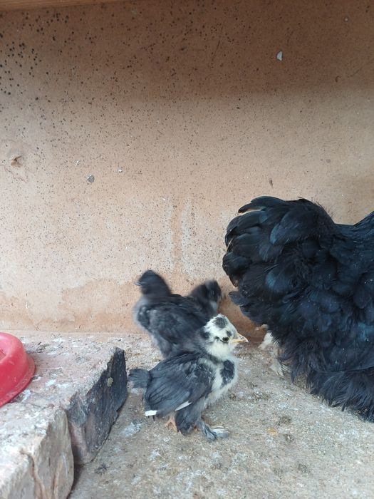 Япон чойнак товук