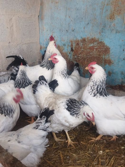 Продам куры домашние