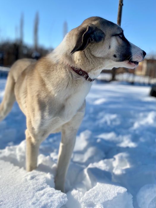 Собака в добрые руки