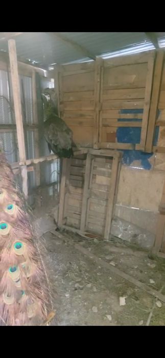 Продам павлина самцы самки