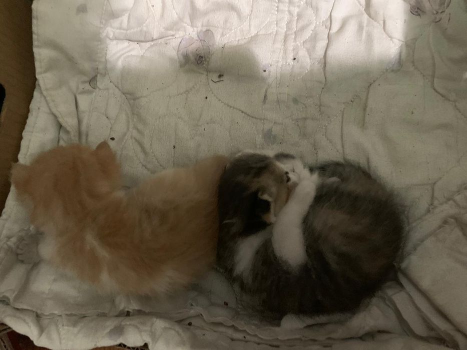 Отдам котят в добрые руки