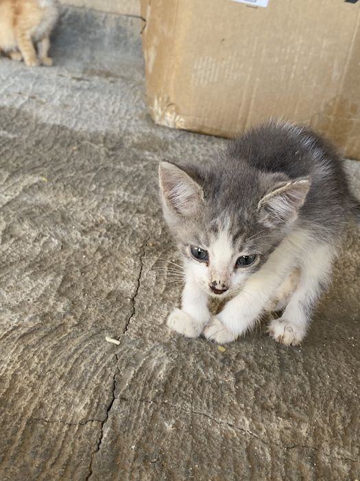 Әдемі мысықтар тегін беріледі, 2 айлық, үйде өсірілген
