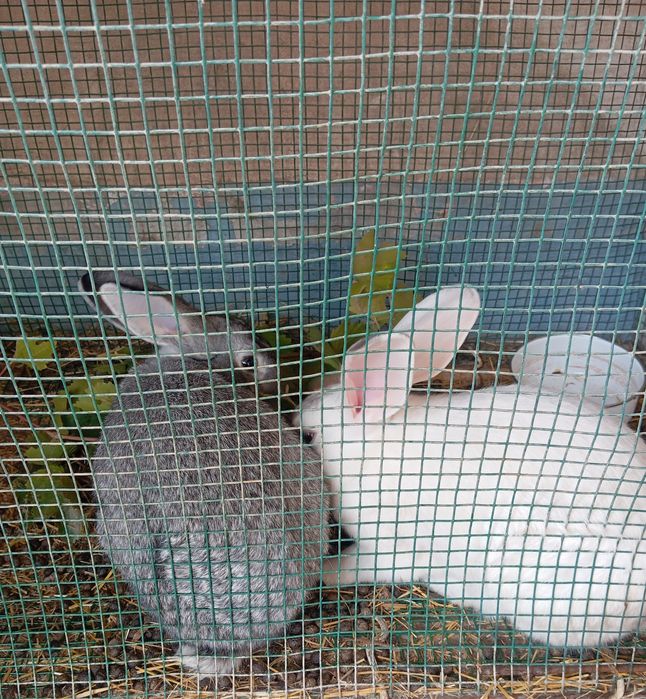 Продаются кролики