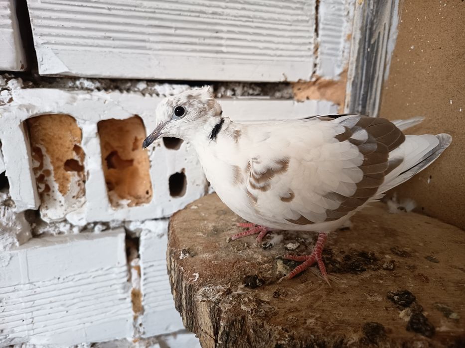 Гугутки смехурки