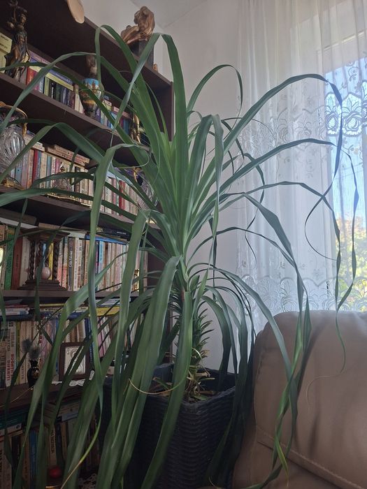Plante decorative